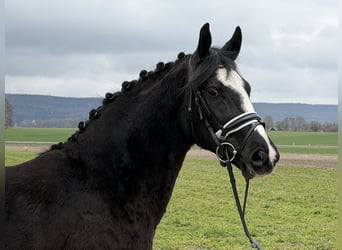 Sangue Caldo Pesante / Meso-brachimorfo, Castrone, 3 Anni, 158 cm, Morello