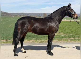 Sangue Caldo Pesante / Meso-brachimorfo, Castrone, 3 Anni, 160 cm, Baio scuro