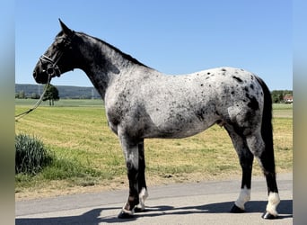 Sangue Caldo Pesante / Meso-brachimorfo Mix, Castrone, 3 Anni, 160 cm, Leopard