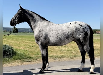Sangue Caldo Pesante / Meso-brachimorfo Mix, Castrone, 3 Anni, 160 cm, Leopard