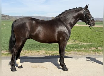 Sangue Caldo Pesante / Meso-brachimorfo, Castrone, 3 Anni, 162 cm, Morello