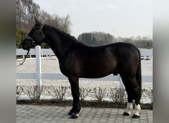 Sangue Caldo Pesante / Meso-brachimorfo, Castrone, 3 Anni, 162 cm, Morello