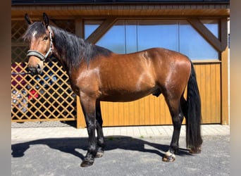 Sangue Caldo Pesante / Meso-brachimorfo Mix, Castrone, 3 Anni, 163 cm, Baio