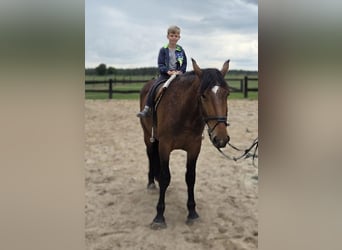 Sangue Caldo Pesante / Meso-brachimorfo Mix, Castrone, 3 Anni, 163 cm, Baio