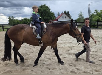 Sangue Caldo Pesante / Meso-brachimorfo Mix, Castrone, 3 Anni, 163 cm, Baio