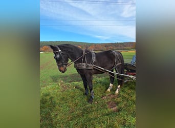 Sangue Caldo Pesante / Meso-brachimorfo, Castrone, 3 Anni, 163 cm, Morello