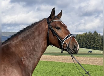 Sangue Caldo Pesante / Meso-brachimorfo, Castrone, 3 Anni, 164 cm, Baio