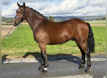 Sangue Caldo Pesante / Meso-brachimorfo, Castrone, 3 Anni, 164 cm, Baio