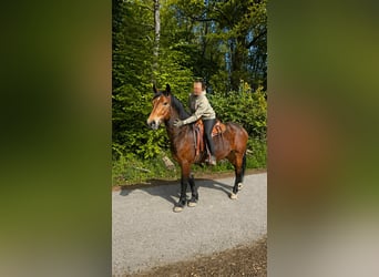 Sangue Caldo Pesante / Meso-brachimorfo, Castrone, 3 Anni, 164 cm, Baio