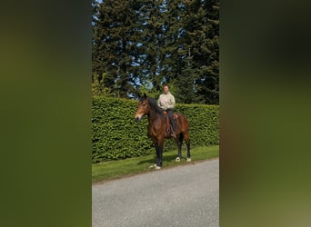 Sangue Caldo Pesante / Meso-brachimorfo, Castrone, 3 Anni, 164 cm, Baio