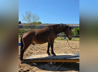 Sangue Caldo Pesante / Meso-brachimorfo, Castrone, 3 Anni, 164 cm, Baio
