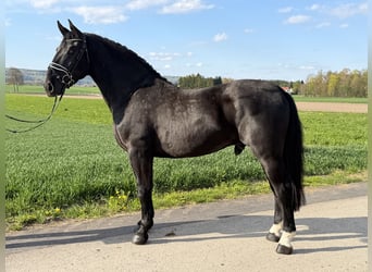 Sangue Caldo Pesante / Meso-brachimorfo, Castrone, 3 Anni, 164 cm, Morello