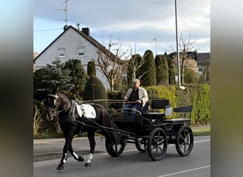 Sangue Caldo Pesante / Meso-brachimorfo, Castrone, 3 Anni, 164 cm, Morello