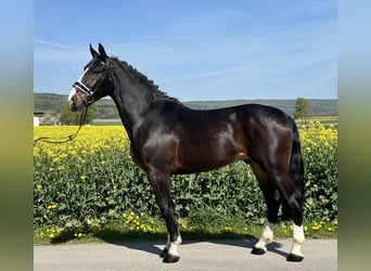 Sangue Caldo Pesante / Meso-brachimorfo, Castrone, 3 Anni, 165 cm, Baio scuro
