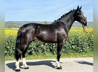 Sangue Caldo Pesante / Meso-brachimorfo, Castrone, 3 Anni, 165 cm, Baio scuro