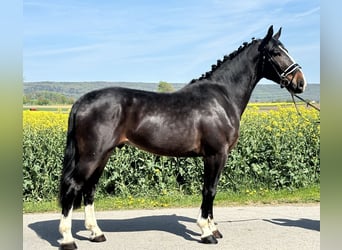Sangue Caldo Pesante / Meso-brachimorfo, Castrone, 3 Anni, 165 cm, Baio scuro