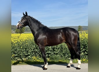 Sangue Caldo Pesante / Meso-brachimorfo, Castrone, 3 Anni, 165 cm, Baio scuro