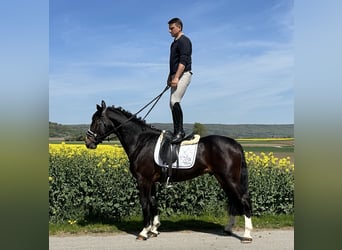 Sangue Caldo Pesante / Meso-brachimorfo, Castrone, 3 Anni, 165 cm, Baio scuro
