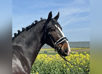 Sangue Caldo Pesante / Meso-brachimorfo, Castrone, 3 Anni, 165 cm, Baio scuro