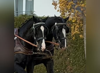 Sangue Caldo Pesante / Meso-brachimorfo, Castrone, 3 Anni, 165 cm, Morello