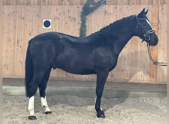 Sangue Caldo Pesante / Meso-brachimorfo, Castrone, 3 Anni, 166 cm, Morello