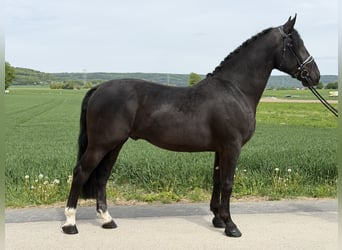 Sangue Caldo Pesante / Meso-brachimorfo, Castrone, 3 Anni, 166 cm, Morello