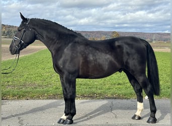 Sangue Caldo Pesante / Meso-brachimorfo, Castrone, 3 Anni, 166 cm, Morello