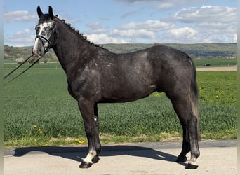 Sangue Caldo Pesante / Meso-brachimorfo, Castrone, 3 Anni, 167 cm, Grigio