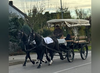 Sangue Caldo Pesante / Meso-brachimorfo, Castrone, 3 Anni, 167 cm, Morello