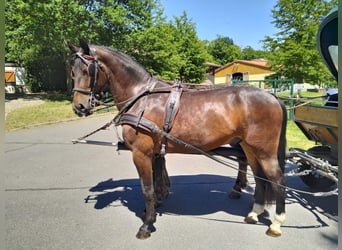 Sangue Caldo Pesante / Meso-brachimorfo, Castrone, 3 Anni, 168 cm, Baio