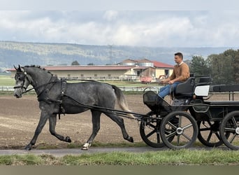 Sangue Caldo Pesante / Meso-brachimorfo, Castrone, 3 Anni, 168 cm, Grigio