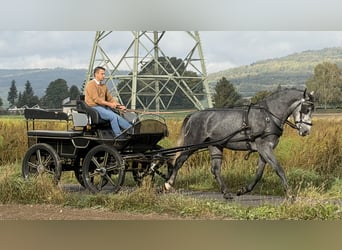 Sangue Caldo Pesante / Meso-brachimorfo, Castrone, 3 Anni, 168 cm, Grigio