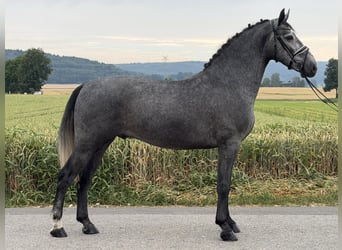 Sangue Caldo Pesante / Meso-brachimorfo, Castrone, 3 Anni, 168 cm, Grigio pezzato