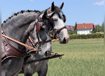 Sangue Caldo Pesante / Meso-brachimorfo, Castrone, 3 Anni, 168 cm, Grigio pezzato