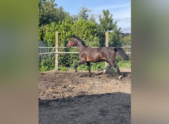 Sangue Caldo Pesante / Meso-brachimorfo, Castrone, 3 Anni, 170 cm, Baio