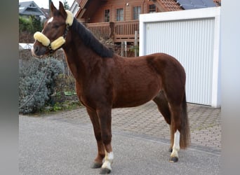 Sangue Caldo Pesante / Meso-brachimorfo Mix, Castrone, 4 Anni, 152 cm, Sauro scuro