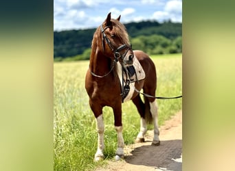 Sangue Caldo Pesante / Meso-brachimorfo, Castrone, 4 Anni, 155 cm, Pezzato