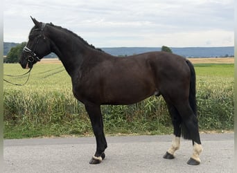 Sangue Caldo Pesante / Meso-brachimorfo, Castrone, 4 Anni, 162 cm, Morello