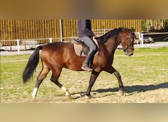 Sangue Caldo Pesante / Meso-brachimorfo, Castrone, 4 Anni, 163 cm, Baio