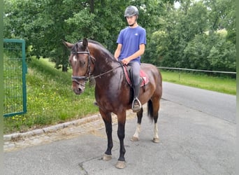 Sangue Caldo Pesante / Meso-brachimorfo, Castrone, 4 Anni, 163 cm, Baio