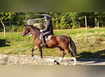 Sangue Caldo Pesante / Meso-brachimorfo, Castrone, 4 Anni, 163 cm, Baio