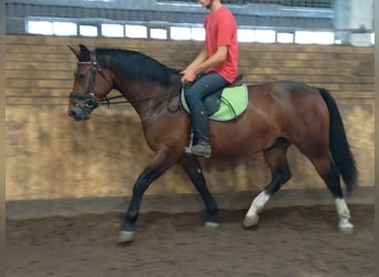 Sangue Caldo Pesante / Meso-brachimorfo, Castrone, 4 Anni, 163 cm, Baio