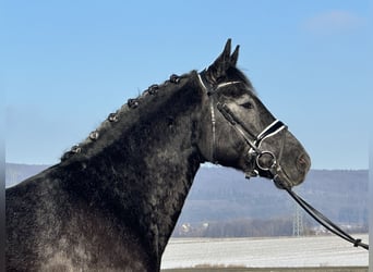 Sangue Caldo Pesante / Meso-brachimorfo, Castrone, 4 Anni, 163 cm, Grigio ferro