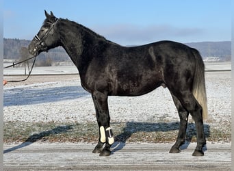 Sangue Caldo Pesante / Meso-brachimorfo, Castrone, 4 Anni, 163 cm, Grigio ferro