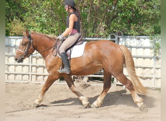 Sangue Caldo Pesante / Meso-brachimorfo Mix, Castrone, 4 Anni, 163 cm, Sauro scuro