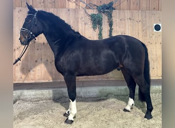 Sangue Caldo Pesante / Meso-brachimorfo, Castrone, 4 Anni, 164 cm, Baio scuro