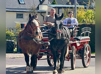 Sangue Caldo Pesante / Meso-brachimorfo, Castrone, 4 Anni, 164 cm, Grigio ferro
