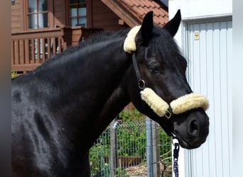 Sangue Caldo Pesante / Meso-brachimorfo Mix, Castrone, 4 Anni, 165 cm, Morello