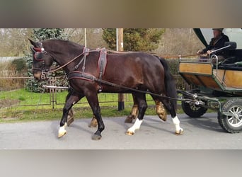 Sangue Caldo Pesante / Meso-brachimorfo, Castrone, 4 Anni, 166 cm, Baio nero