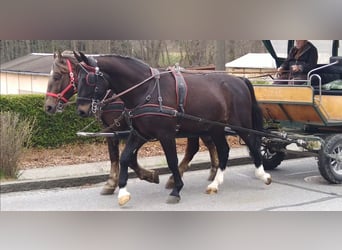 Sangue Caldo Pesante / Meso-brachimorfo, Castrone, 4 Anni, 166 cm, Baio nero